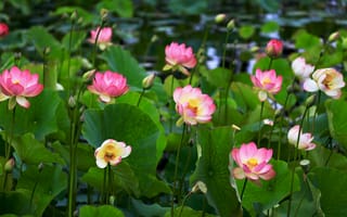 Картинка Lotus, красивый цветок, цветок, флора, цветы, лотос, лотосы, красивые цветы, водяная красавица, водоём