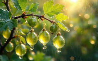 Картинка крыжовник, ягоды, листья, 4k, сад, зелёные ягоды, капли, растительность, зелень, плоды, макросъёмка, ботаника, летний пейзаж, 1920 1080, солнечный свет, нейросеть, естественная красота, влажность, дождь, урожай, утро, ветка, капли дождя, ИИ, 2k, свежесть, роса, блики, природа