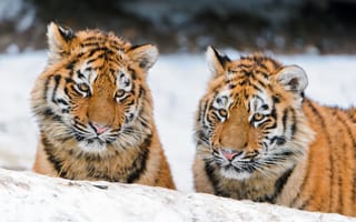 Картинка природа, зима, тигровые тигры