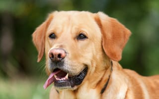 Картинка природа, щенок, из, нос, светло-коричневый цвет, лабрадор-ретривер, карниворан, млекопитающее, лабрадор, питомец, бройлер, голова собаки, собакоподобное млекопитающее, hundeportrait, утиный толлинг-ретривер из новой скотии, ретривер, порода собак, собака, позвоночные, породистая собака