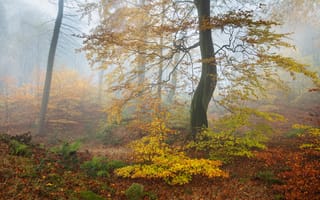 Картинка Осенняя лесная природа