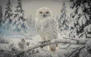 Картинка глядя на зрителя, на открытом воздухе, внимание к животным, ветвь, размытый, птица, животное, дерево, небо, сосна, снег, без людей, сова, голое дерево