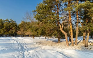 Картинка весна, природа, сосны, пейзаж, деревья, март, снег