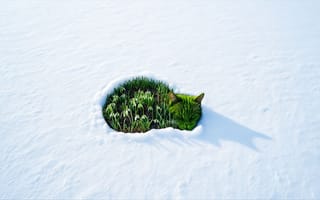 Картинка кошка, снег, 4k, пробуждение, зелёные побеги, природная гармония, спокойствие, зимний уют, подснежники, снежный пейзаж, 2k, отдых, рабочий стол, кот в снегу, природа, красота природы, символ весны, HD, 16:9, сон, природа пробуждается, зима, уют, снежное кольцо, зимний пейзаж, зелень, весенние ростки, трава, полянка, ИИ, 1920х1080, остров зелени, нейросеть, спящая кошка, мини-сад, контраст, кот, снежная равнина