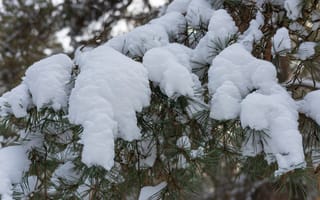 Картинка зима, снег, ветка, сосна, природа, холодно, план, мороз, крупный