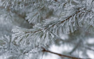 Картинка природа, мороз, сосна, макро, зима, дерево, растение, размытый, текстура, ветка