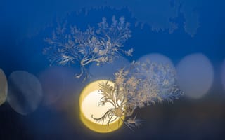 Картинка ночь, мороз, размытый, макро, окно, стекло, рисунок, зима, морозный