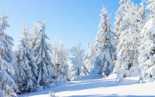 Картинка лес, снег, зима, деревья