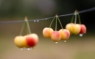 Картинка ягоды, черешня, капли, розовая, проволока, дождь, размытый, висят