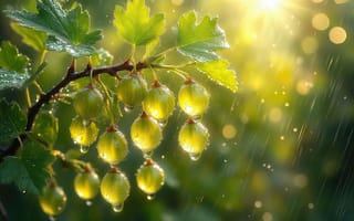Картинка крыжовник, ягоды, солнечный свет, естественная красота, зелень, 2k, лето, ветка, влажность, садоводство, 4k, свежесть, 1920 1080, макросъёмка, нейросеть, природа, зелёный цвет, урожай, растительность, блики, ИИ, дождь, плоды, атмосферная сцена, капли воды