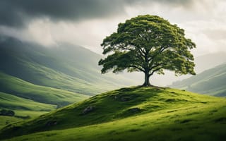 Картинка природа, дуб, красота природы, холм, ландшафт с деревом, панорамный вид, облака, спокойствие, естественная сцена, пейзаж, зелёные просторы, 1920х1080, одинокое дерево, рабочий стол, зелень, дерево, природная гармония, 2k, растительность, ИИ, природа в фокусе, величественный дуб, туман, горный пейзаж, горы, ландшафт, 16:9, Зелёные холмы, атмосферный пейзаж, сельская местность, трава, долина, тени, HD, 4k, солнечный свет, нейросеть