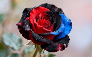 Картинка цветок, размытый, красная роза, красный цветок, глубина резкости, роза, голубой цветок, лист, капля воды, голубая роза, на месте жизни, без людей