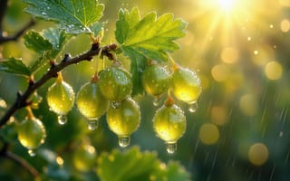 Картинка крыжовник, зелёные ягоды, природа, ветка, капли дождя, блики, солнечный свет, зелень, красота природы, влажность, сияние, листва, утренняя роса, свежесть, ИИ, 4k, 2k, ягодная ветка, сад, урожай, дождь, естественная красота, плоды, нейросеть, макросъёмка, растительность, лето, 1920 1080, ботаника