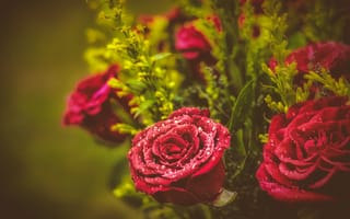Картинка роза, цветы, розы, цветок, флора