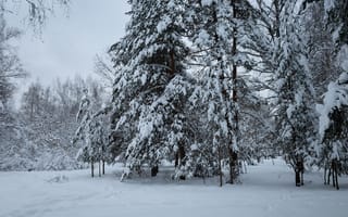 Картинка лес, природа, пейзаж, мороз, сосны, зима, снег, деревья