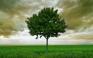 Картинка одинокое дерево, зелёное поле, сельская панорама, 1920 1080, умиротворение, спокойствие, 4k, рабочий стол, сила природы, простор, небо, зелень, природа, горизонт, драматичный, открытое пространство, грозовая атмосфера, атмосферность, сельская идиллия, 2k, HD, ствол, ветви, пейзаж, ландшафт, сельская местность, ИИ, облака, нейросеть, природная сцена, естественная сцена, трава, контраст, 16:9, зелёная растительность, крона дерева, предгрозовой пейзаж, листва