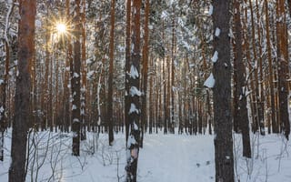 Картинка лес, природа, деревья, солнце, сосны, зима, пейзаж, снег, мороз