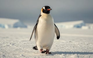 Картинка на открытом воздухе, небо, птица, животное, крупное животное, без людей, пингвин, размытый, внимание к животным