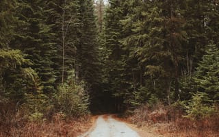 Картинка дикая местность, растительная община, дерево, заповедник, тропические и субтропические хвойные леса, биом, путь, еловый лес, природа, трава, умеренный широколистный и смешанный лес, небо, экосистема, деревья, джунгли, лес, ель, Evergreen, умеренный хвойный лес, лесной массив, хвойное дерево, растительность, старый лес, тропический лес, дорога, растение, пейзаж, древесное растение, кустарник, след, сосновая семья