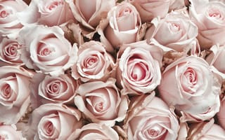 Обои розы, лепестки, розовые, бутоны