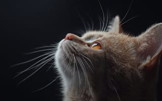 Картинка кот, кошка, животные, 1920х1080, янтарный-глаз, 16:9, усы, оранжевый-глаз, HD, профиль, взгляд-вверх, заставка, ПК, макро, котенок, ИИ, реализм, контраст, рабочий стол, детализация, 2k, рисунок, студийный-свет, уши, контурный-свет, крупный-план, 4k