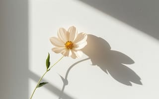 Картинка цветок, космея, ИИ, простота, композиция, природа, стебель, 2k, ботаника, гармония, эстетика, белый цветок, спокойствие, светотень, тень, изящество, монохром, 1920 1080, 4k, утренний свет, белый, естественность, чистота, солнечный свет, свет, эстетичный кадр, натюрморт, художественная съёмка, HD, красота, 16:9, минимализм, хрупкость, рабочий стол, нейросеть, листья