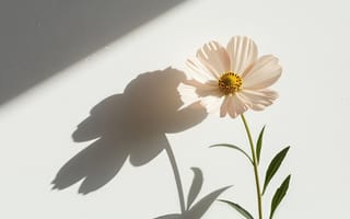 Картинка космея, цветок, композиция, белый, красота, эстетика природы, силуэт, рабочий стол, художественная, 2k, листья, ботаническая съёмка, монохром, натюрморт, солнечный свет, 16:9, нейросеть, ботаника, 1920 1080, игра света, эстетика, HD, ИИ, гармония, 4k, минимализм, изящество, природа, стебель, лепестки, фотокомпозиция, тень, свет, контраст, флора, спокойствие, ракурс