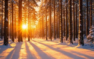 Картинка день, зима, лес, мороз, солнце