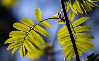 Картинка весна, листья, рябина, зеленые, природа, ветка, флора