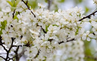 Картинка весна, цветение, цветы, флора, белые, ветка, природа, вишня