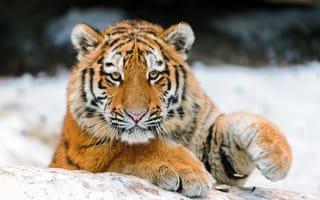 Картинка тигр морда, взгляд, поза