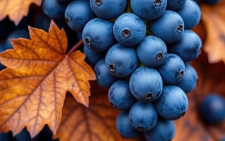 Картинка виноград, гроздь, лист, урожай, 2k, макросъёмка, жёлто-оранжевый лист, естественная красота, плодоношение, цветовая контрастность, 4k, оранжевый, синий, кленовый лист, нейросеть, 1920х1080, 16:9, ягоды осени, ИИ, ботаническая иллюстрация, урожайный сезон, природа, ягоды, текстура, фруктовая композиция, осенние листья, спелость, натюрморт, крупный план, HD, свежесть, осень, рабочий стол, синий виноград, ботаника, растительность