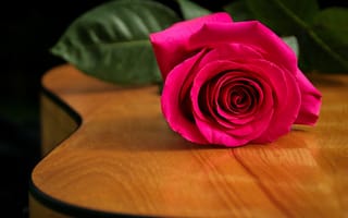 Картинка роза, флора, гитара, цветок