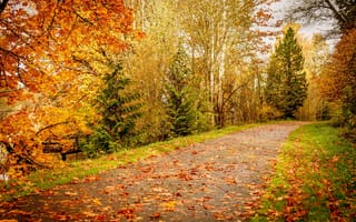 Картинка осень, деревья, лес, дорога