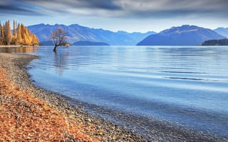 Обои Новая Зеландия, Уанака, озеро, дерево