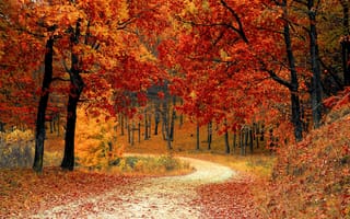 Картинка осенняя дорожка, лес, осень, дорога
