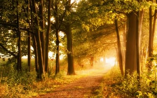 Картинка лес, деревья, солнце, дорога