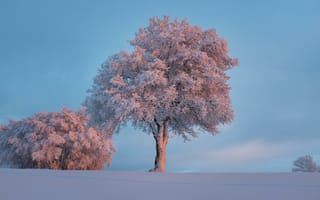 Картинка зима, сугробы, снег, деревья
