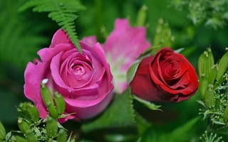 Картинка розы, флора, цветы