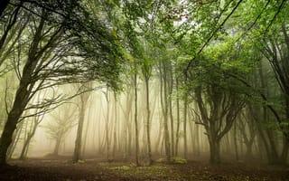Обои лес, туман, природа, деревья