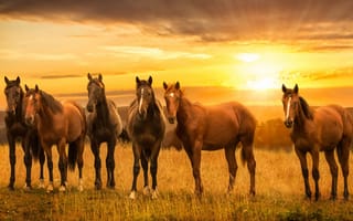 Картинка закат, лошади, кони, поле