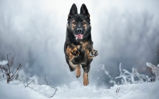 Картинка Немецкая овчарка, собака, домашнее животное