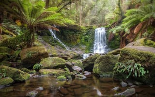 Картинка TASMANIA, лес, деревья, водопад, AUSTRALIA, камни, пейзаж