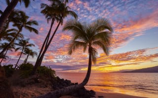 Картинка закат, пальмы, пейзаж, море