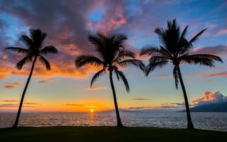 Картинка закат, пальмы, море, пейзаж