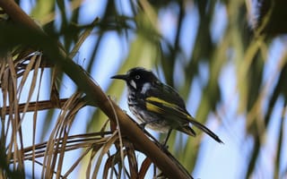 Картинка птица, маленький, branch, sitting, bird, small, сидит, ветка