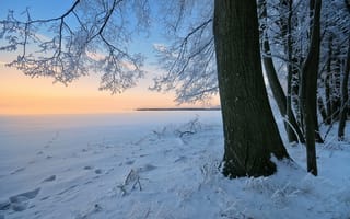 Обои закат, снег, деревья, зима