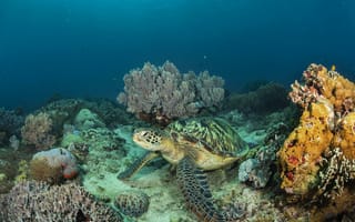Картинка море, подводный мир, черепаха, морское дно