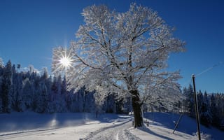 Картинка зима, дорога, лес, деревья