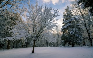 Обои зима, деревья, лес, снег
